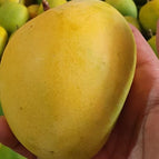 Ratnagiri Alphonso ( 2.5 - 3 Kgs )