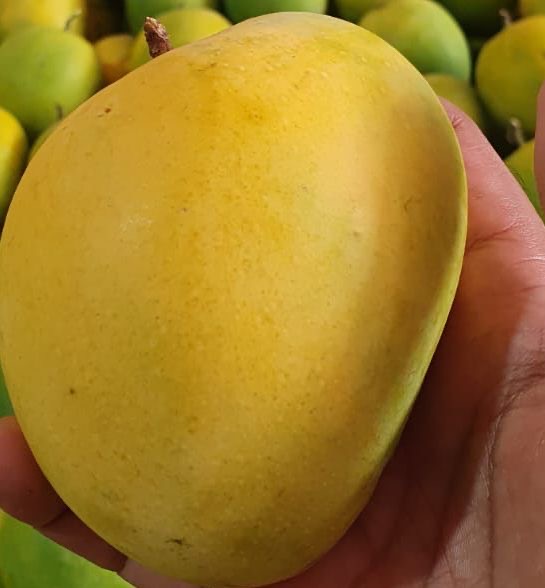 Organic Alphonso Mangoes