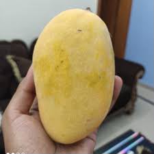 Chausa Mango