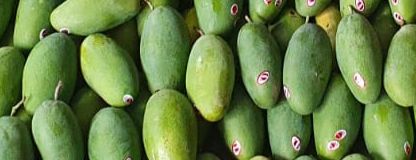 Dasheri Mango