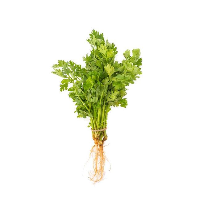Fresh Coriander Leaves