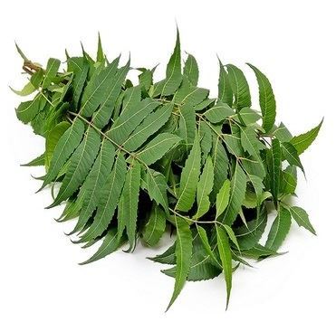 Fresh Neem Leaves