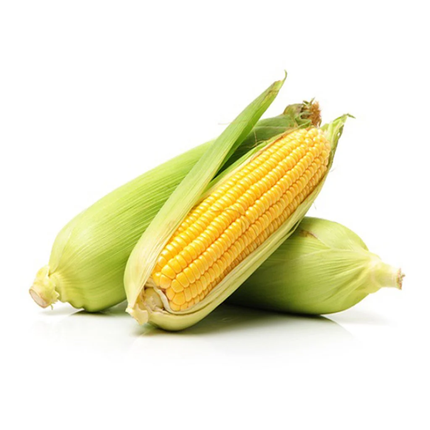 Fresh Sweet Corns