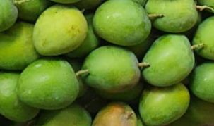 Langda Mango