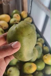 Neelam Mango