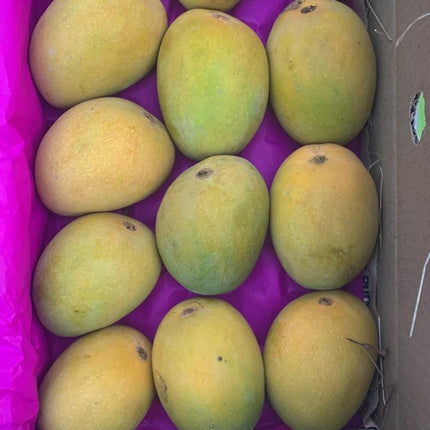 Organic Alphonso Mangoes