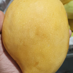 Collection image for: Mango Delight