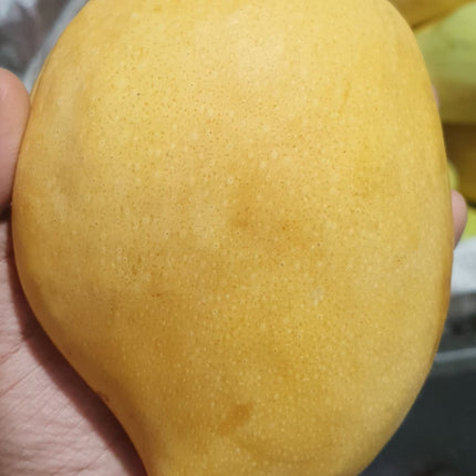 Badami Mango