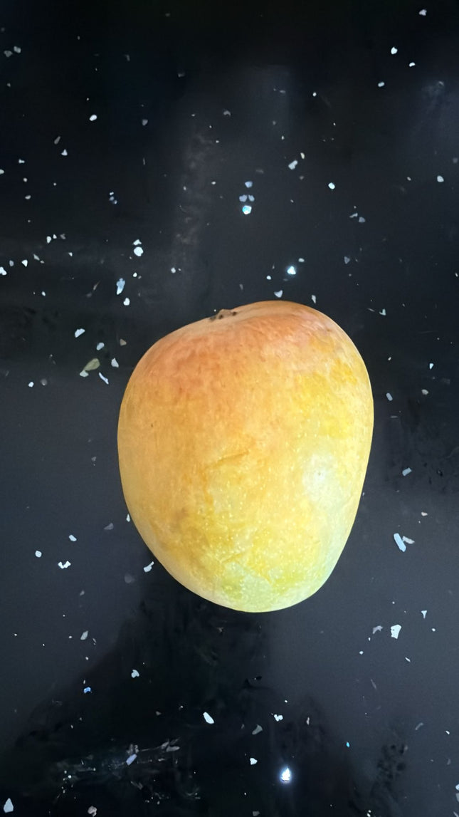 Ratnagiri Alphonso Mango